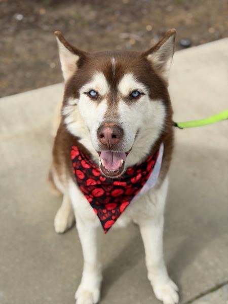 DJ - Siberian Husky available for adoption