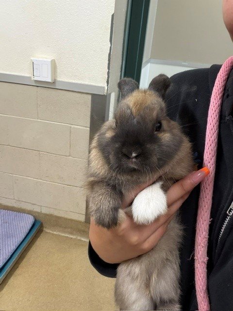 PHOEBE - Shorthaired Rabbit available for adoption