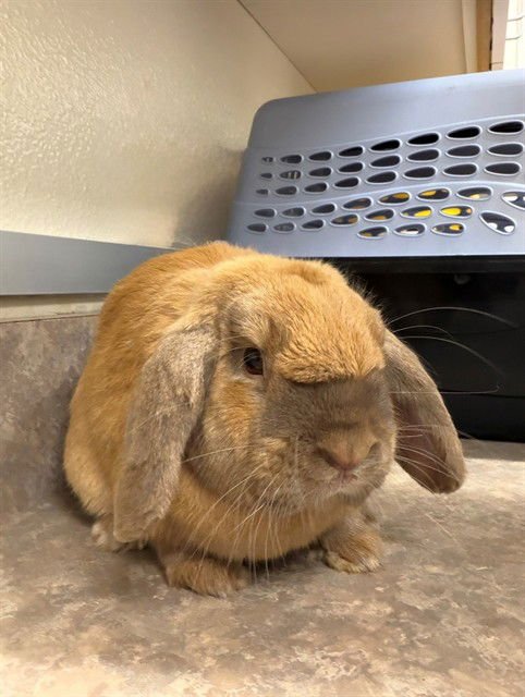 FLIPPY - Holland Lop available for adoption