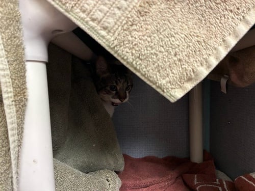 SPUNKY - Domestic Short Hair available for adoption