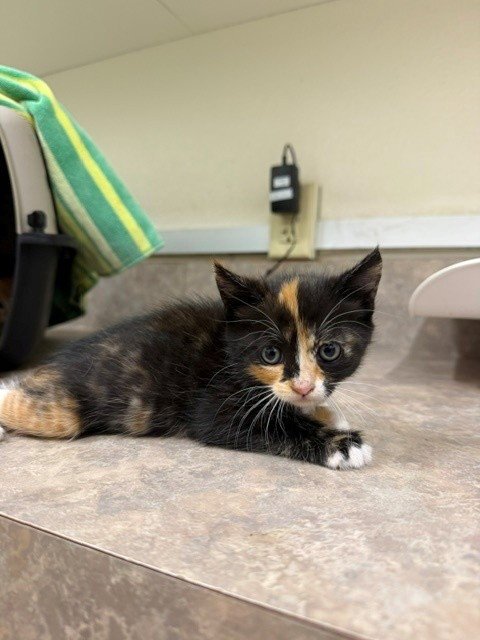 DAISY - Domestic Short Hair available for adoption