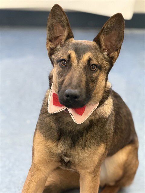 TALA - Belgian Shepherd Malinois available for adoption