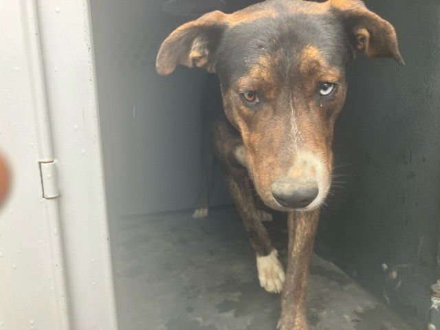 PIRATE - Siberian Husky / Pit Bull Terrier available for adoption