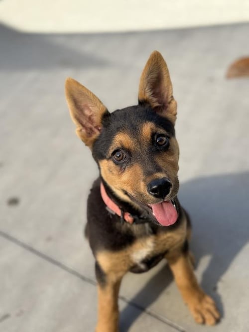 PEACH - German Shepherd Dog available for adoption