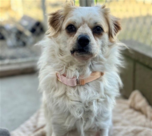 TAPATIO - Chihuahua available for adoption