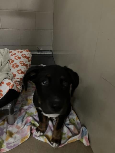 MARTIN - German Shepherd Dog available for adoption