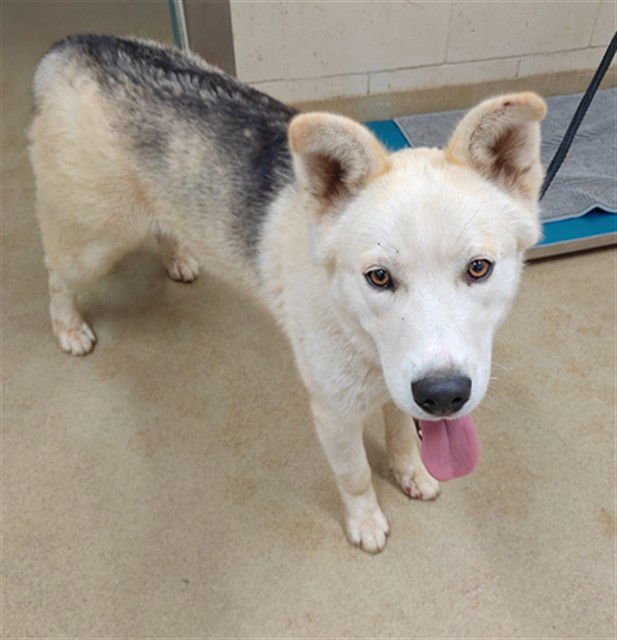 TROY - German Shepherd Dog / Siberian Husky available for adoption