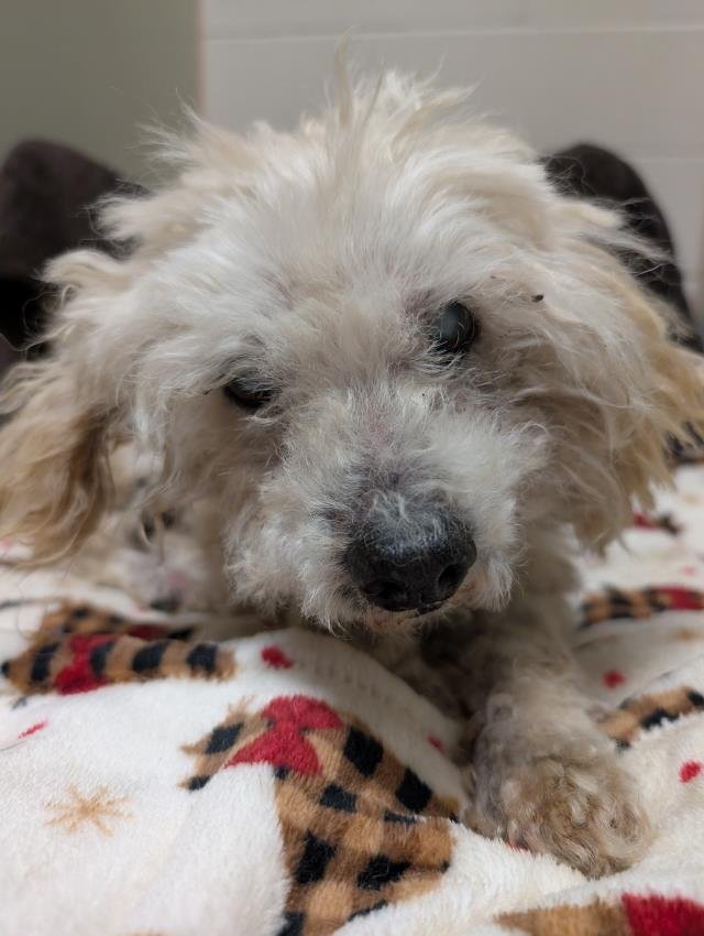 MR. MAGOO - Poodle (Miniature) available for adoption