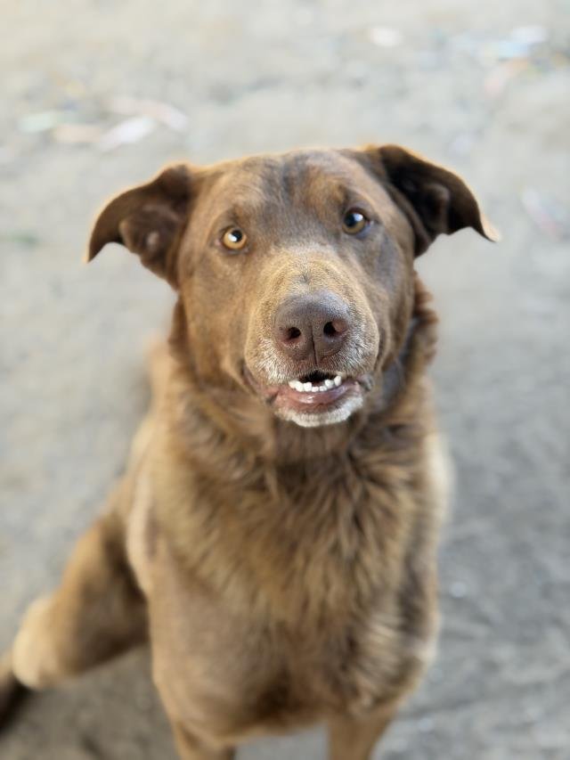 TRUFFLES - Labrador Retriever available for adoption