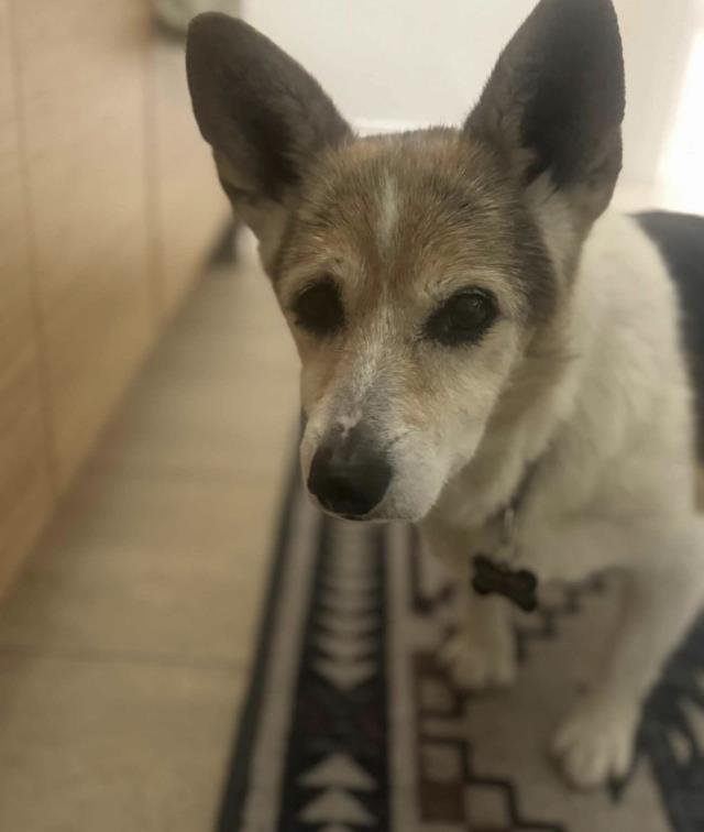 CORKY - Pembroke Welsh Corgi available for adoption