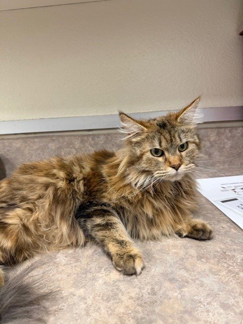 QUEEN CHEWY - Domestic Long Hair available for adoption