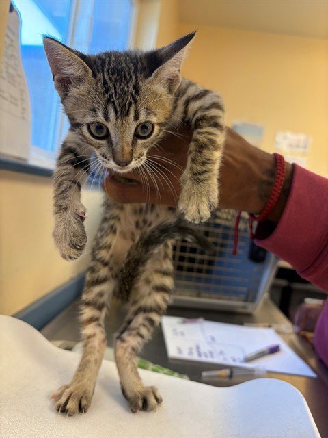 NALA - Domestic Short Hair available for adoption