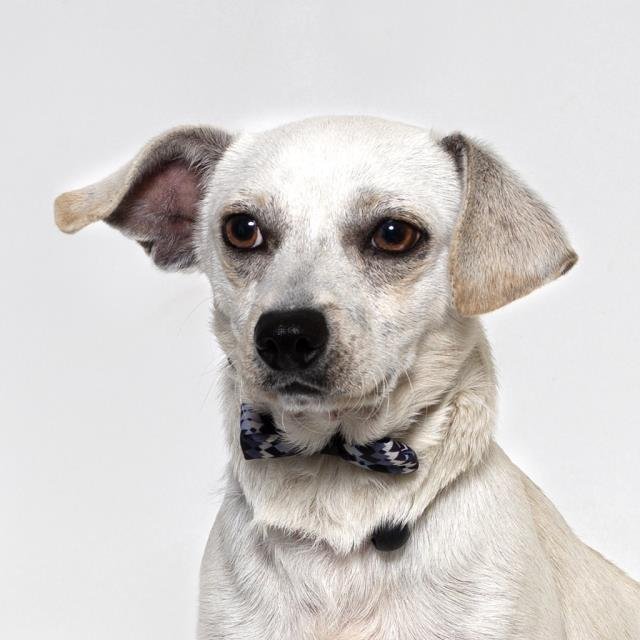 SHOHEI - Chihuahua available for adoption