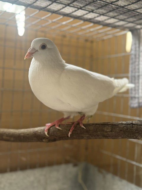 CAPTAIN FALCO - Pigeon available for adoption