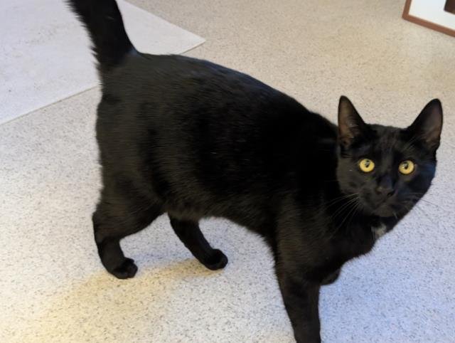 PUMPKIN - Domestic Short Hair available for adoption