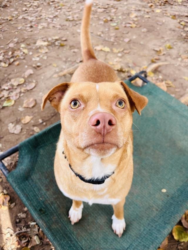 TINA - Pit Bull Terrier available for adoption
