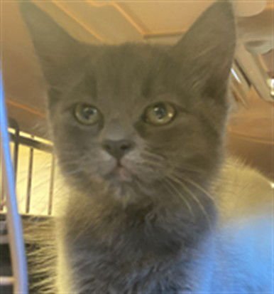 CANDY - Domestic Medium Hair available for adoption