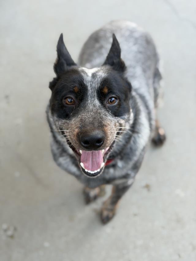 CORAZON - Queensland Heeler available for adoption