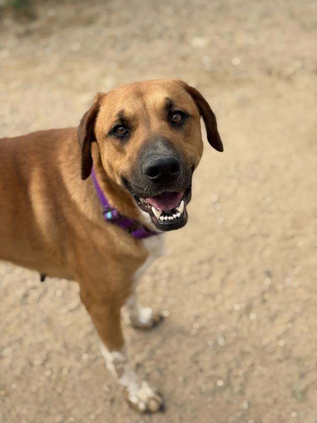 LEXIE - Redbone Coonhound / Rhodesian Ridgeback available for adoption