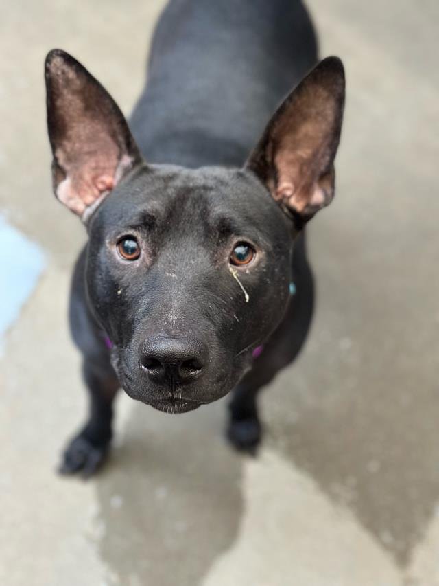 BAT EARS - Pit Bull Terrier available for adoption