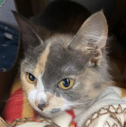 BUBBLES - Domestic Medium Hair available for adoption