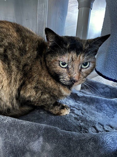 SASHA - Domestic Medium Hair available for adoption