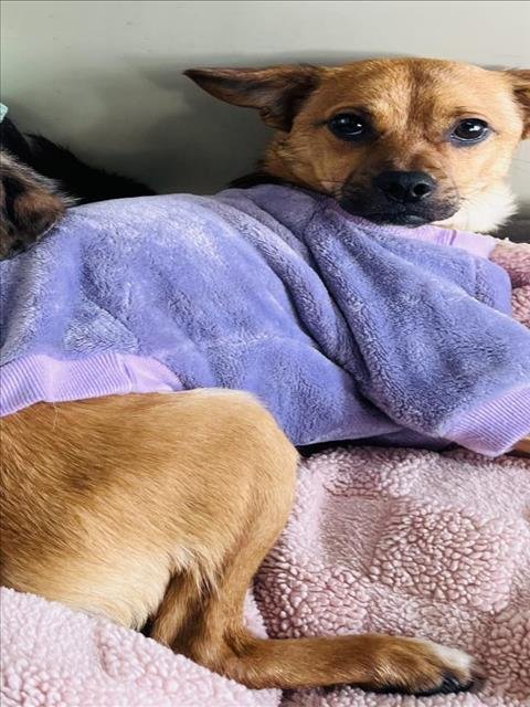 BUSTER - Chihuahua available for adoption