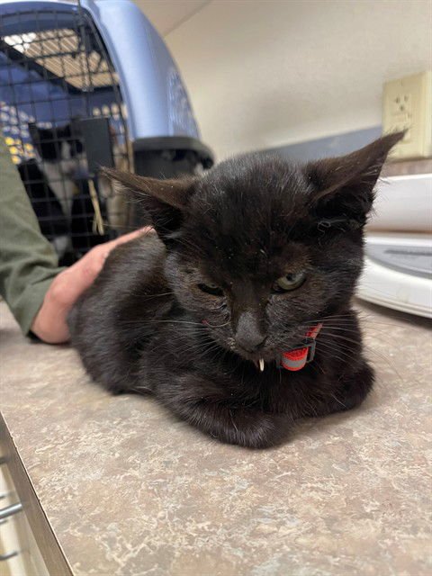 ARTHUR - Domestic Short Hair available for adoption