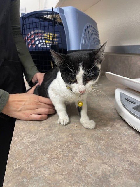 CHRIS - Domestic Short Hair available for adoption