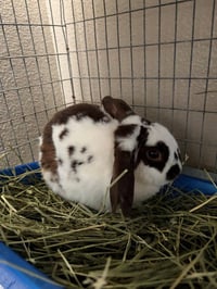 OREO - Photo 1