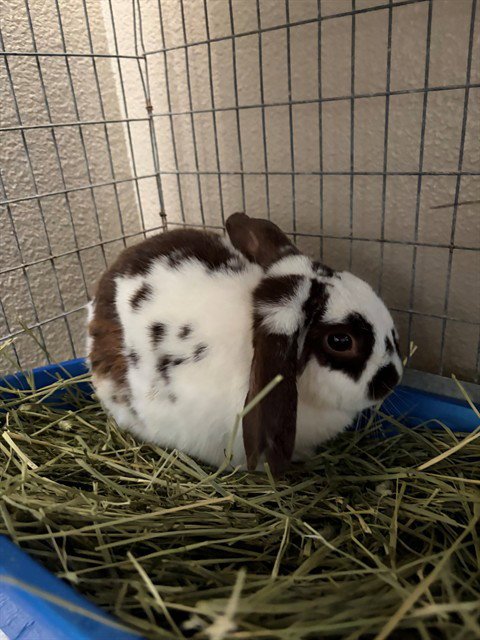 OREO - Shorthaired Rabbit available for adoption