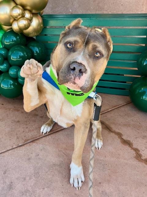 HOWIE - Pit Bull Terrier available for adoption