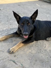 BINDI - Photo 1