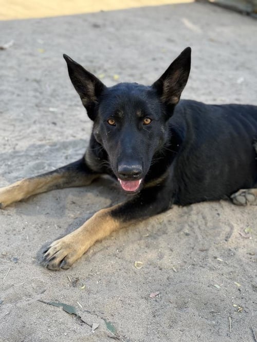 BINDI - German Shepherd Dog available for adoption