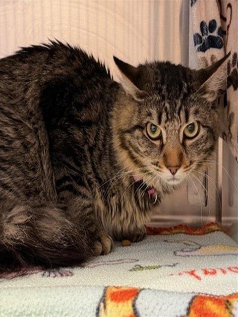 DAVE - Domestic Long Hair available for adoption