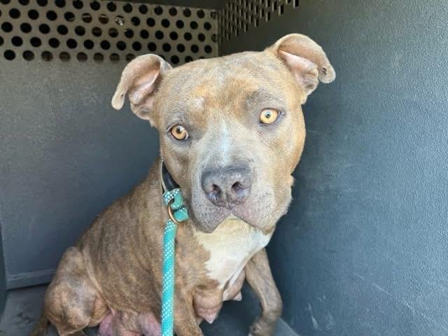 CAMY - Pit Bull Terrier available for adoption