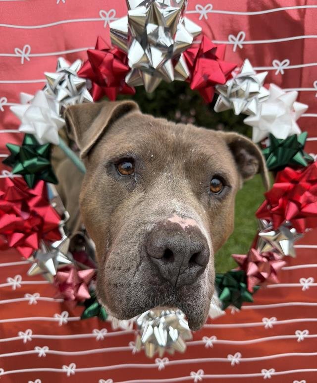 DODGER - Pit Bull Terrier available for adoption