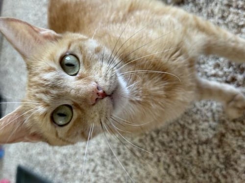 POPPY - Domestic Short Hair available for adoption