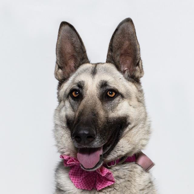 ROXIE Image