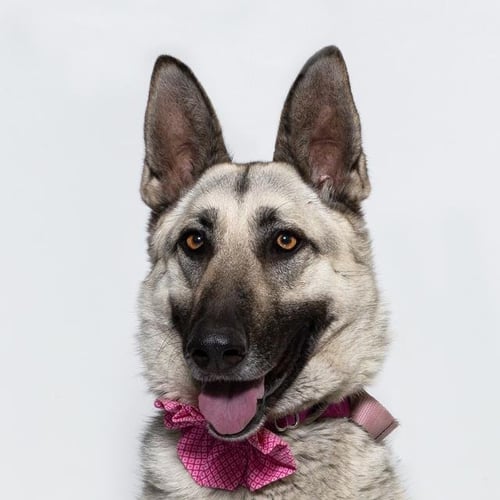 ROXIE - German Shepherd Dog available for adoption