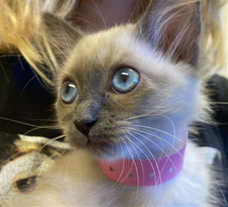 MAGGIE - Domestic Medium Hair available for adoption