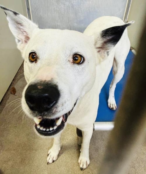 SCOTTY - Queensland Heeler / Pit Bull Terrier available for adoption