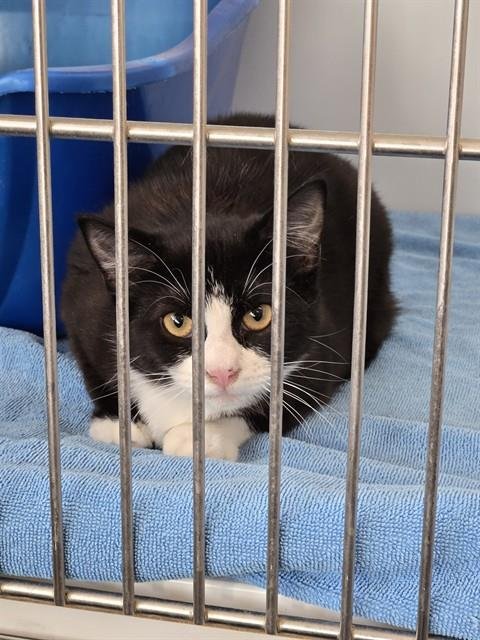 BLOSSOM - Domestic Medium Hair available for adoption