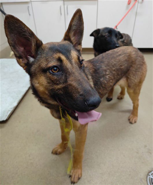 TALA - Belgian Shepherd Malinois available for adoption