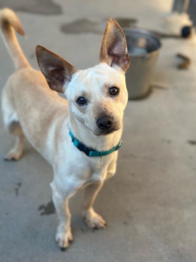 JERRY - Chihuahua available for adoption