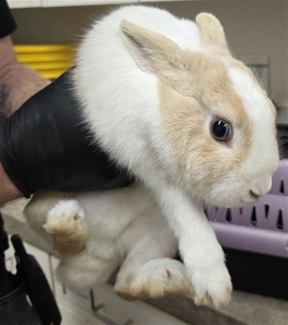 TARGET - Shorthaired Rabbit available for adoption