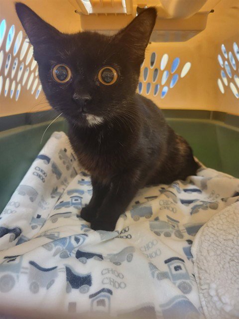 TOOTHLESS - Domestic Short Hair available for adoption