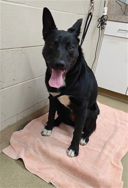 COOKIE - German Shepherd Dog / Pointer available for adoption