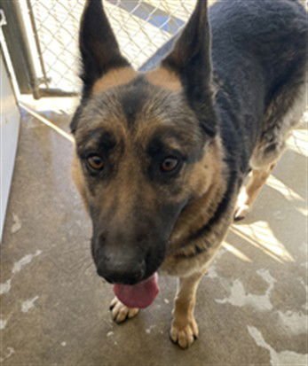 ANGELINA - German Shepherd Dog available for adoption