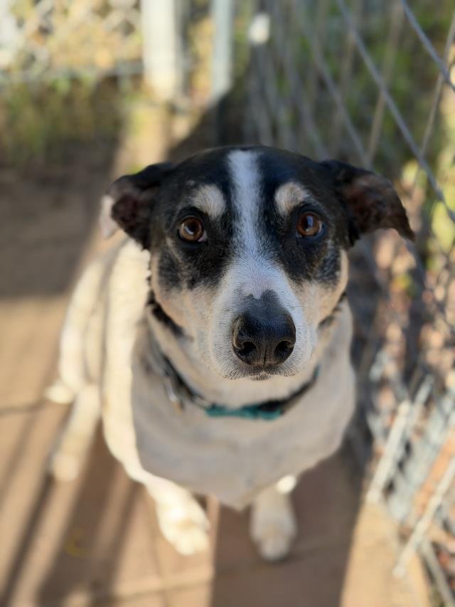 KETO - Pointer available for adoption